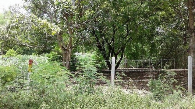 NNP7 ที่ดิน 7ไร่ เช่า/ขาย บริเวณปากช่อง รูปที่ 3