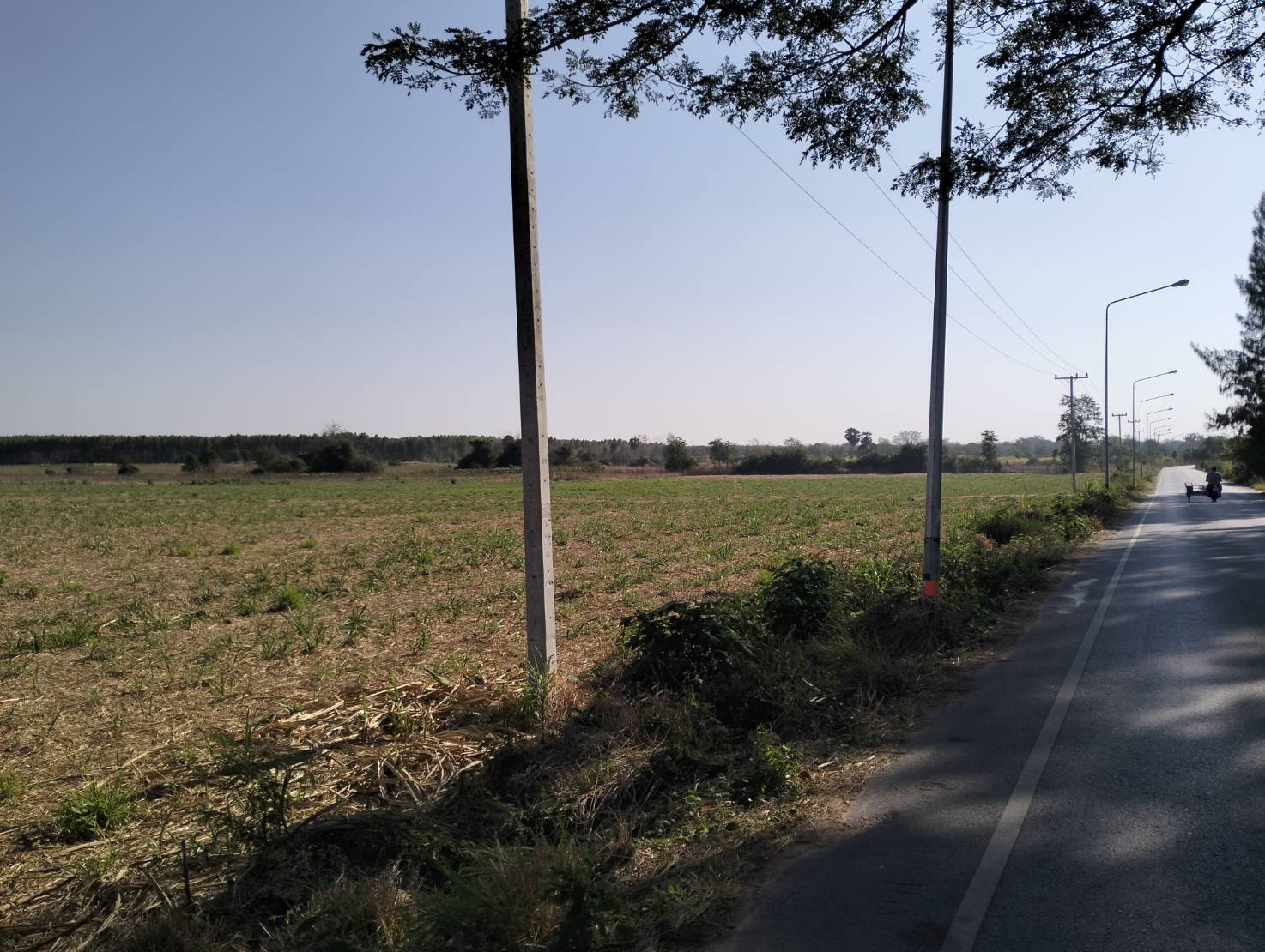       ขายที่ดิน 525 ไร่  ต.ลาดบัวขาว อ.สีคิ้ว จ.นครราชสีมา รูปที่ 3