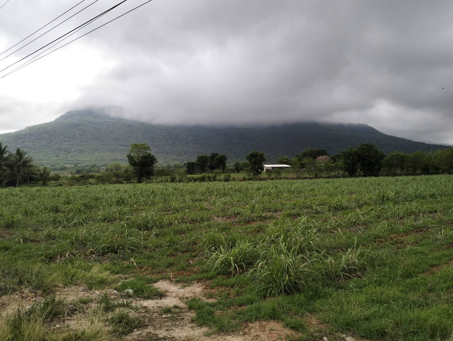       ขายที่ดิน 525 ไร่  ต.ลาดบัวขาว อ.สีคิ้ว จ.นครราชสีมา รูปที่ 6