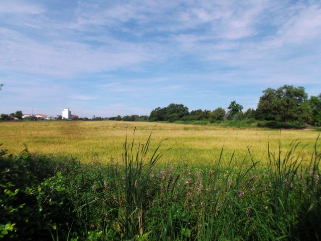        ขายที่ดิน 20 ไร่ คลองหลวง ปทุมธานี รูปที่ 13