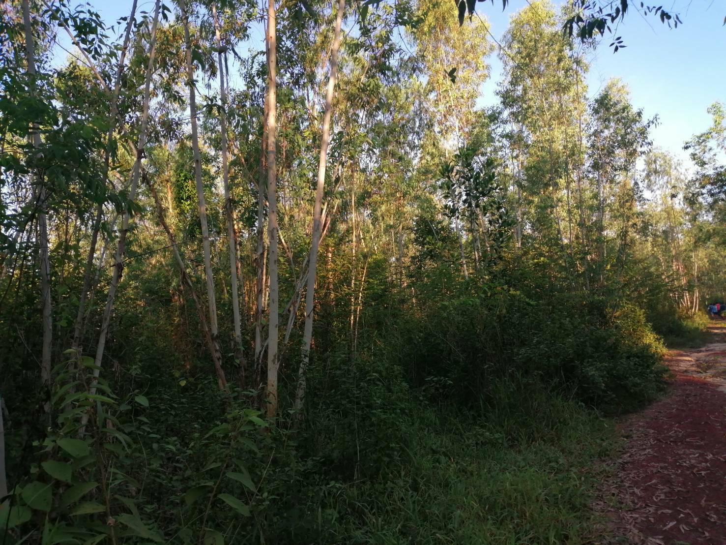 ขายที่ดิน โพนพิสัย หนองคาย 283 ไร่9
